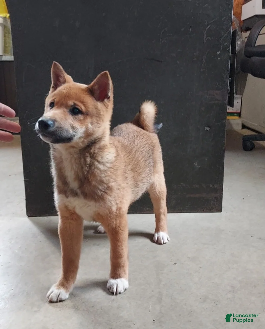Shiba Inu dogs for sale: Blake - Ad 1