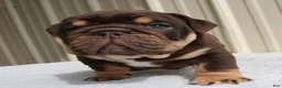 English Bulldog dogs for sale: Bucky - Ad 4