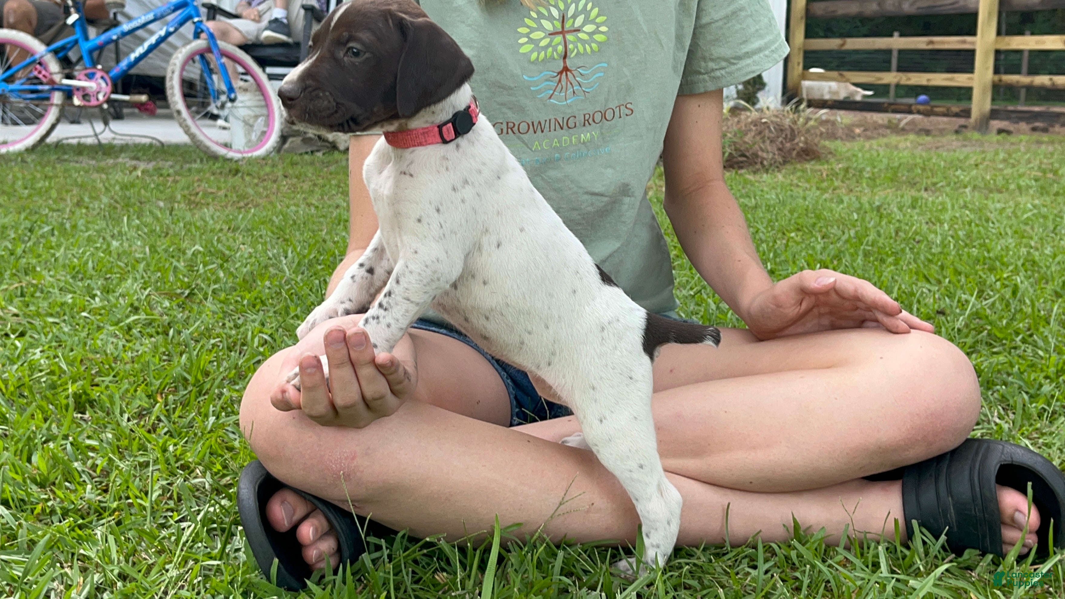 German Shorthaired Pointer dogs German Shorthaired Pointer (FEMALE A) - Ad 1