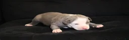 American Bully dogs for sale: King Kong - Ad 4