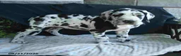 Great Dane dogs for sale: Easton - Ad 10