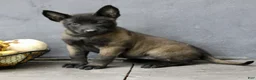 Belgian Malinois dogs for sale: Ramona  - Ad 2
