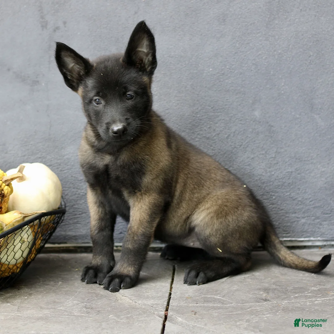Belgian Malinois dogs for sale: Ramona  - Ad 2