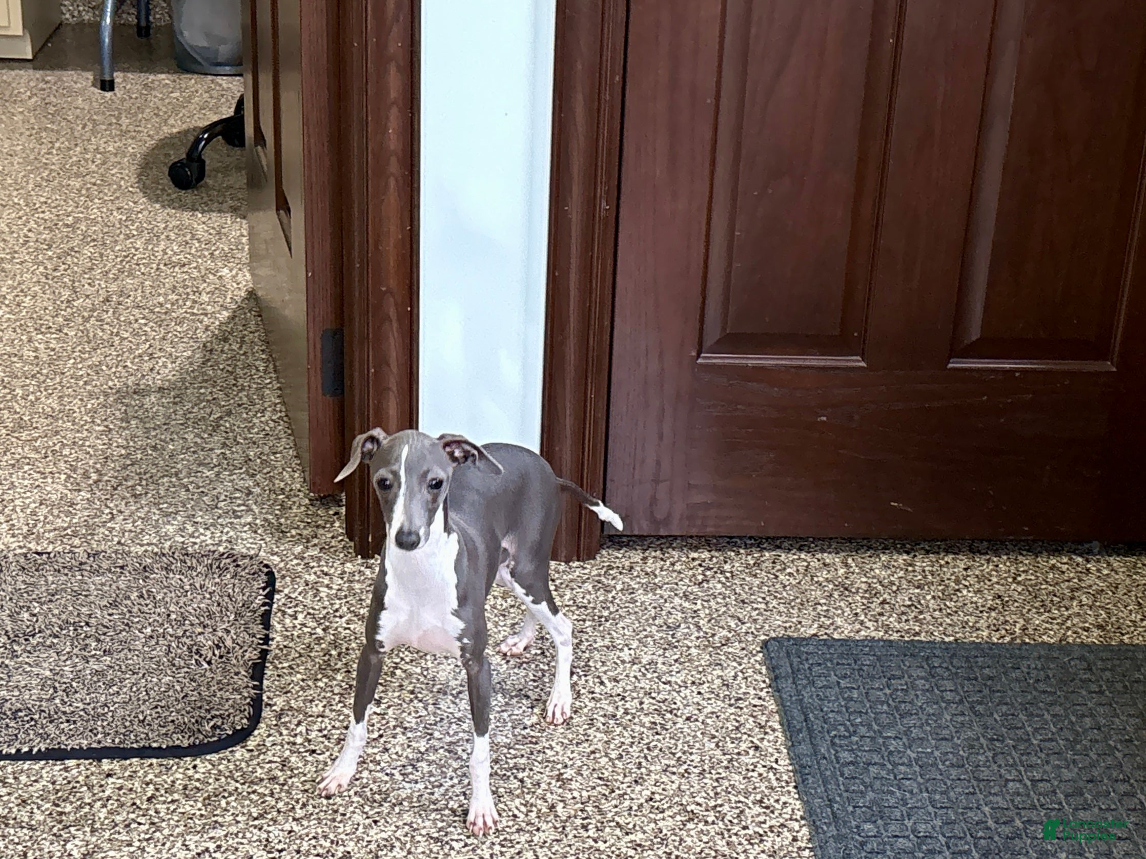 Italian Greyhound dogs for sale: Sharon - Ad 2