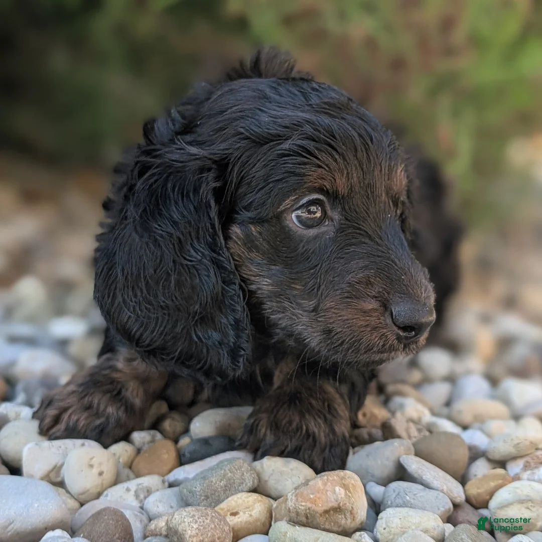 Miniature Dachshund dogs for sale: Coal - Ad 2