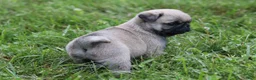 Pug dogs for sale: Champion Penny - Ad 3