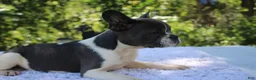 French Bulldog dogs for sale: JANICE-FLUFFY CARRIER (bottle baby) - Ad 3