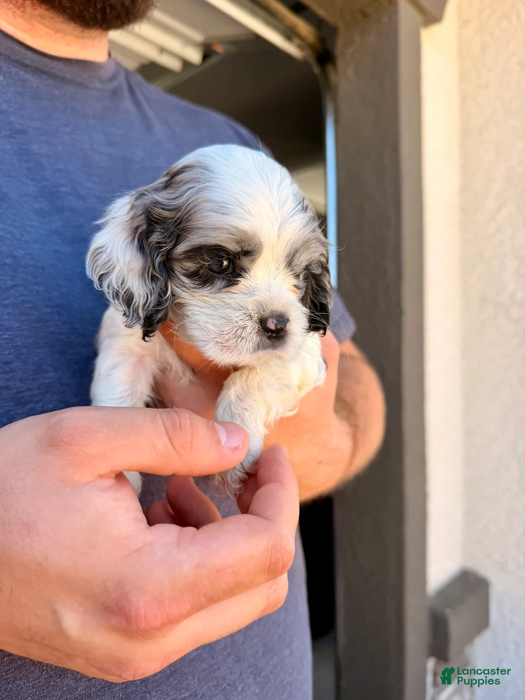 Cocker Spaniel dogs for sale: Penny - Ad 2