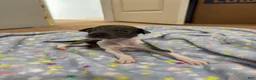 Italian Greyhound dogs for sale: Italian Greyhound 2 - Ad 2