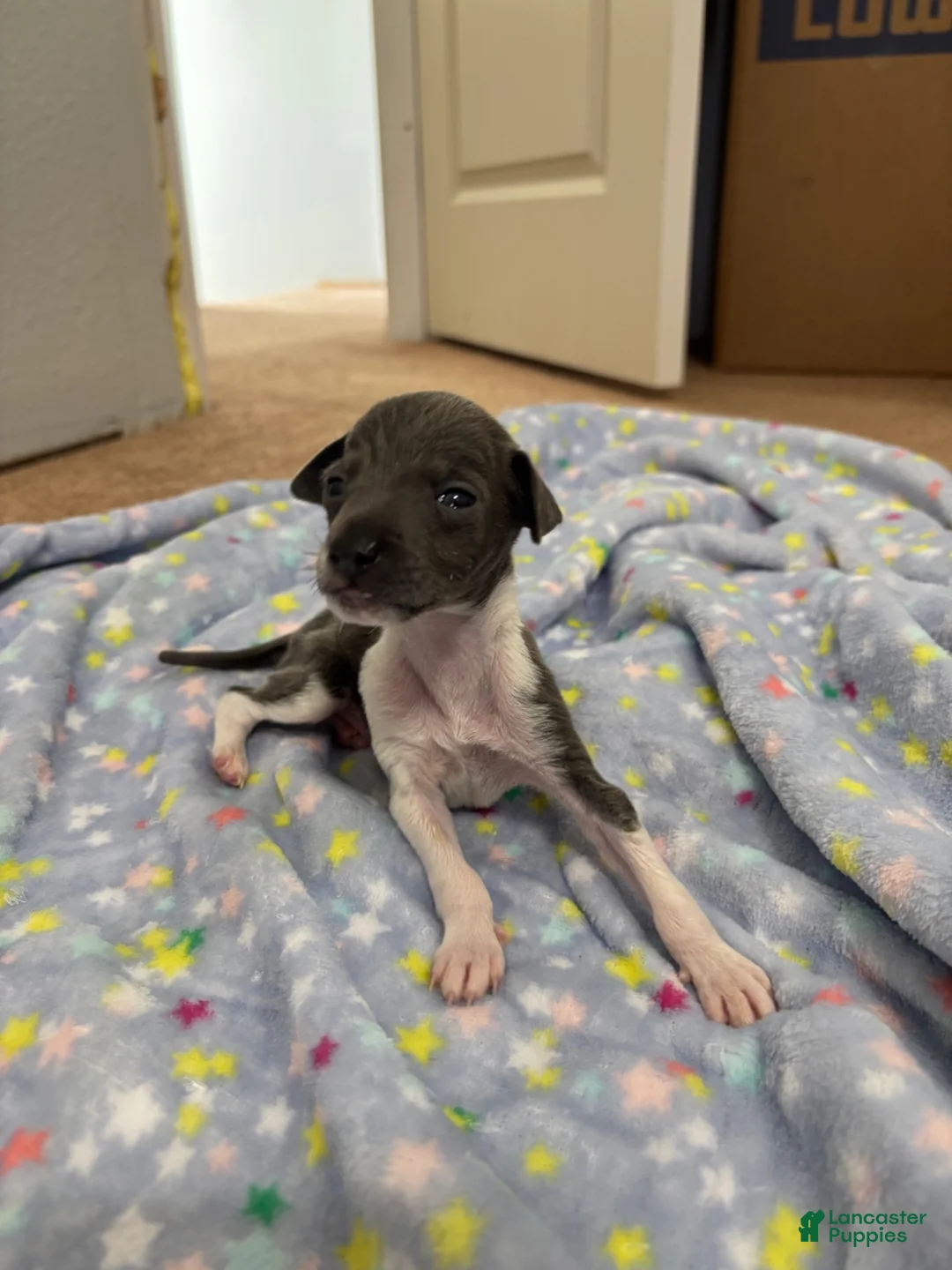 Italian Greyhound dogs for sale: Italian Greyhound 2 - Ad 2