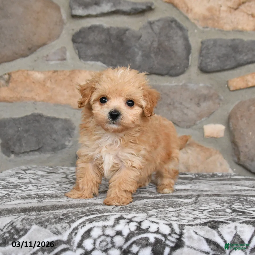 Maltipoo dogs for sale: Dakota - Ad 2