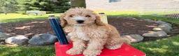 Cockapoo dogs for sale: Megan  - Ad 3