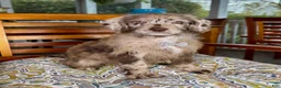 Labradoodle dogs for sale: Chip - Ad 4