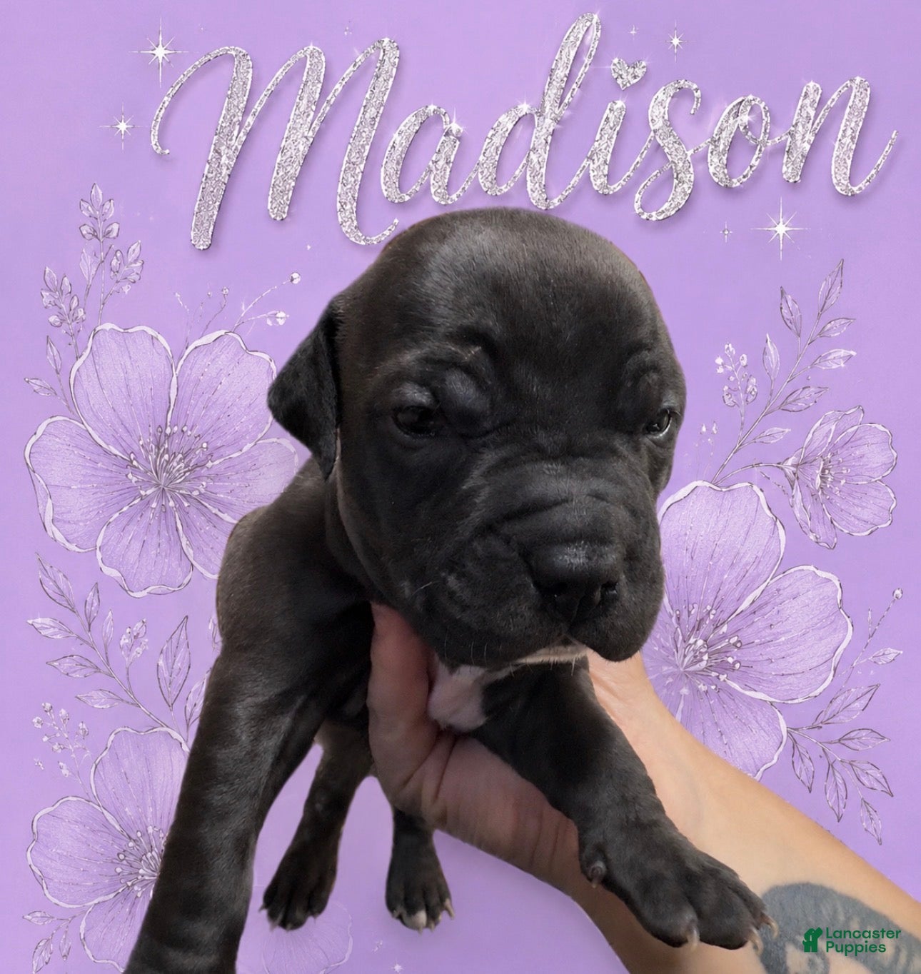American Pit Bull Terrier dogs Madison - Ad 27