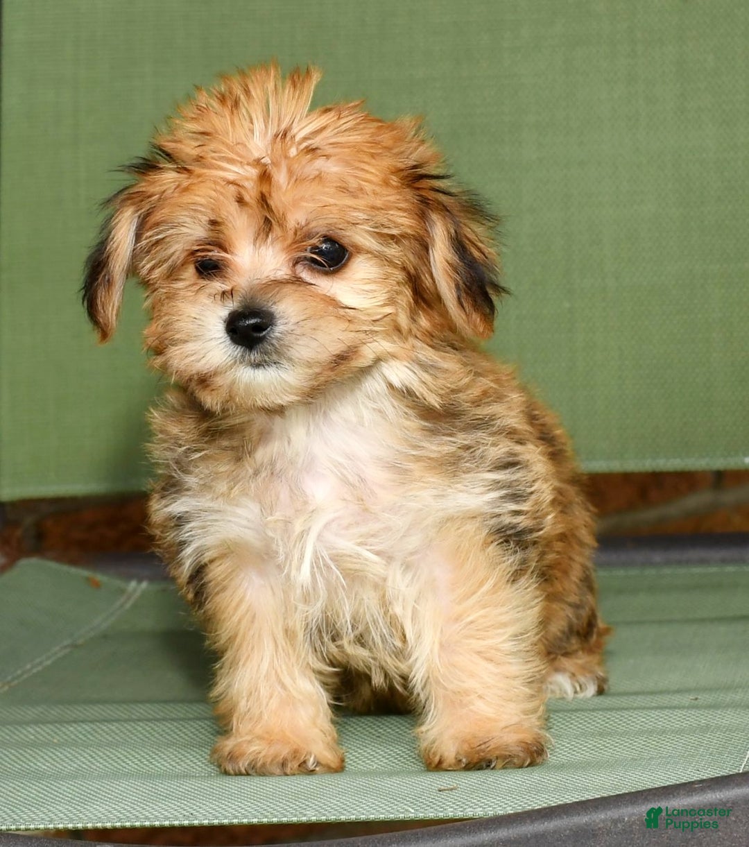 Teacup Yorkie Poo Yorkie Chon Puppies For Sale Teacup Morkie Poo