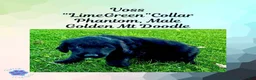 Mixed Breed dogs for sale:  Voss — Lime Green Collar • Male Golden Mountain Doodle - Ad 4