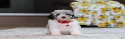 Miniature Poodle dogs for sale: Bella (AKC) - Ad 6