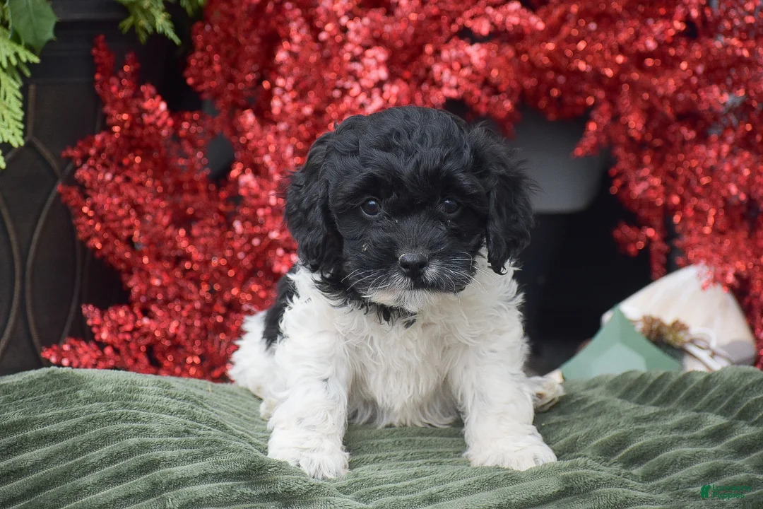 Cockapoo dogs for sale: Miles - Ad 2