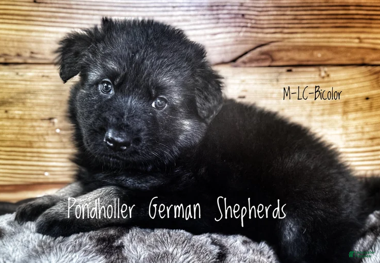German Shepherd dogs Bi-Color Long Coat Male 2 - Ad 2