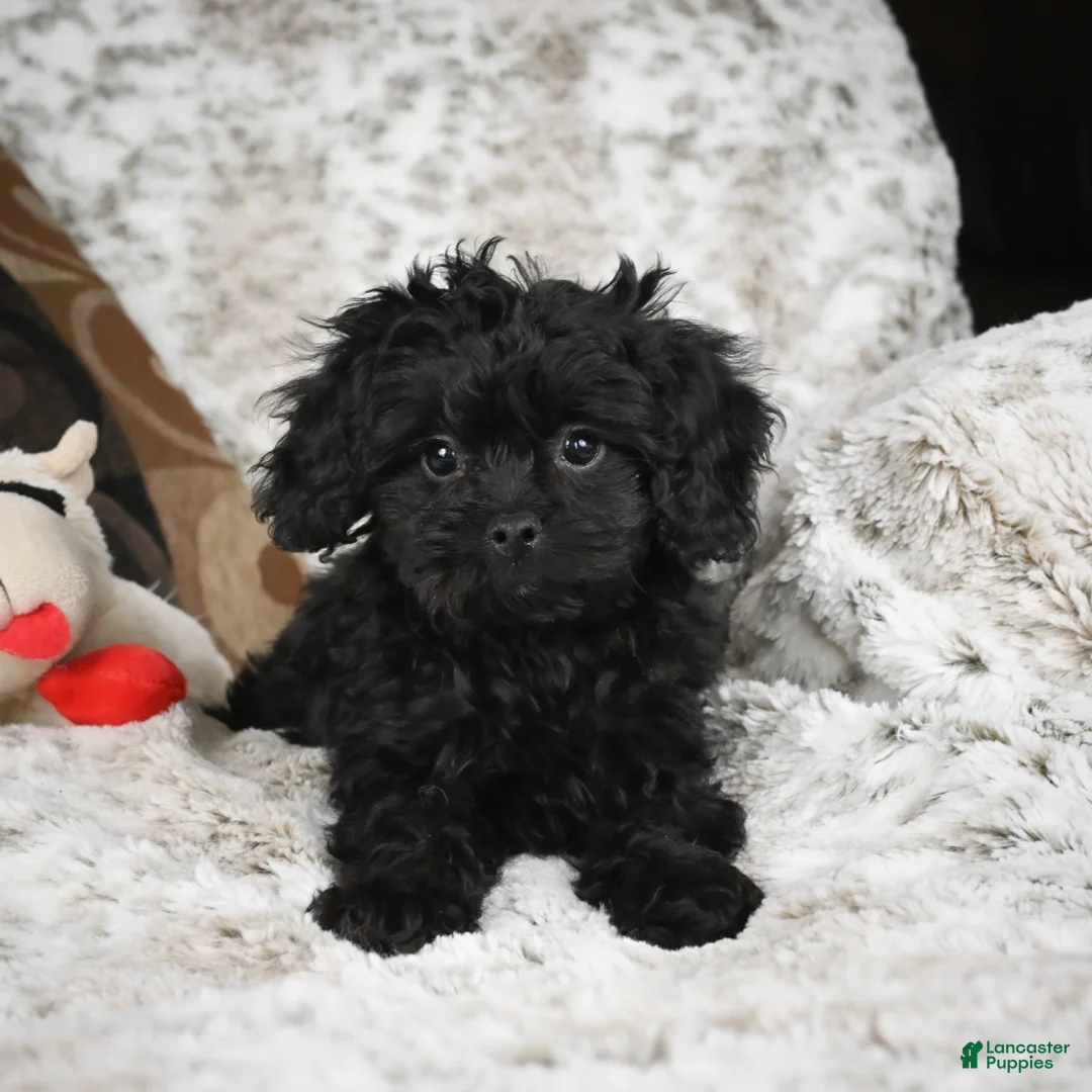 Cavapoo dogs for sale: Saco - Ad 4