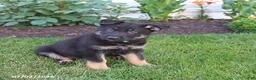 German Shepherd dogs for sale: Sebastian  - Ad 3