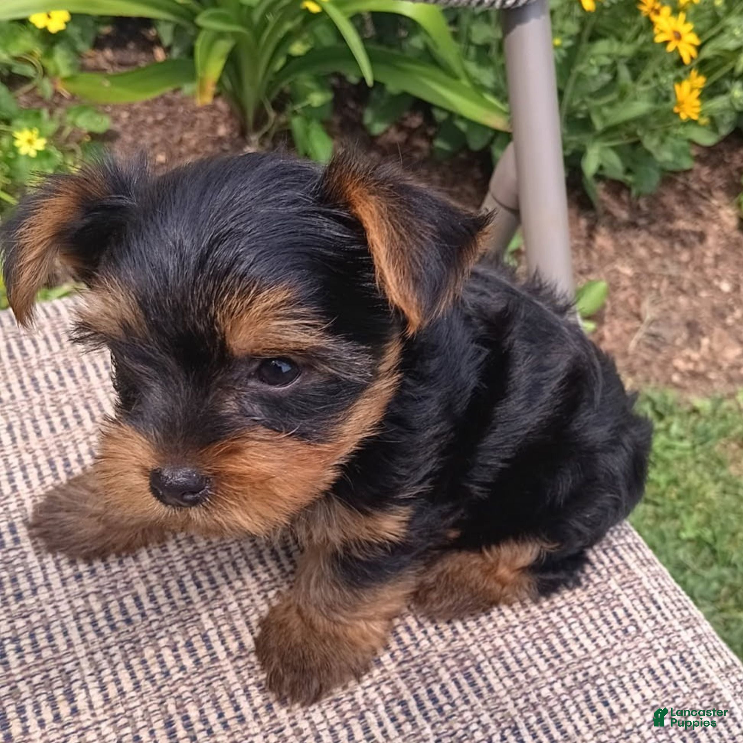 Yorkshire Terrier dogs Bobby  - Ad 1