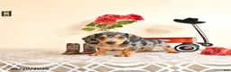 Miniature Dachshund dogs for sale: Curtis - Ad 3