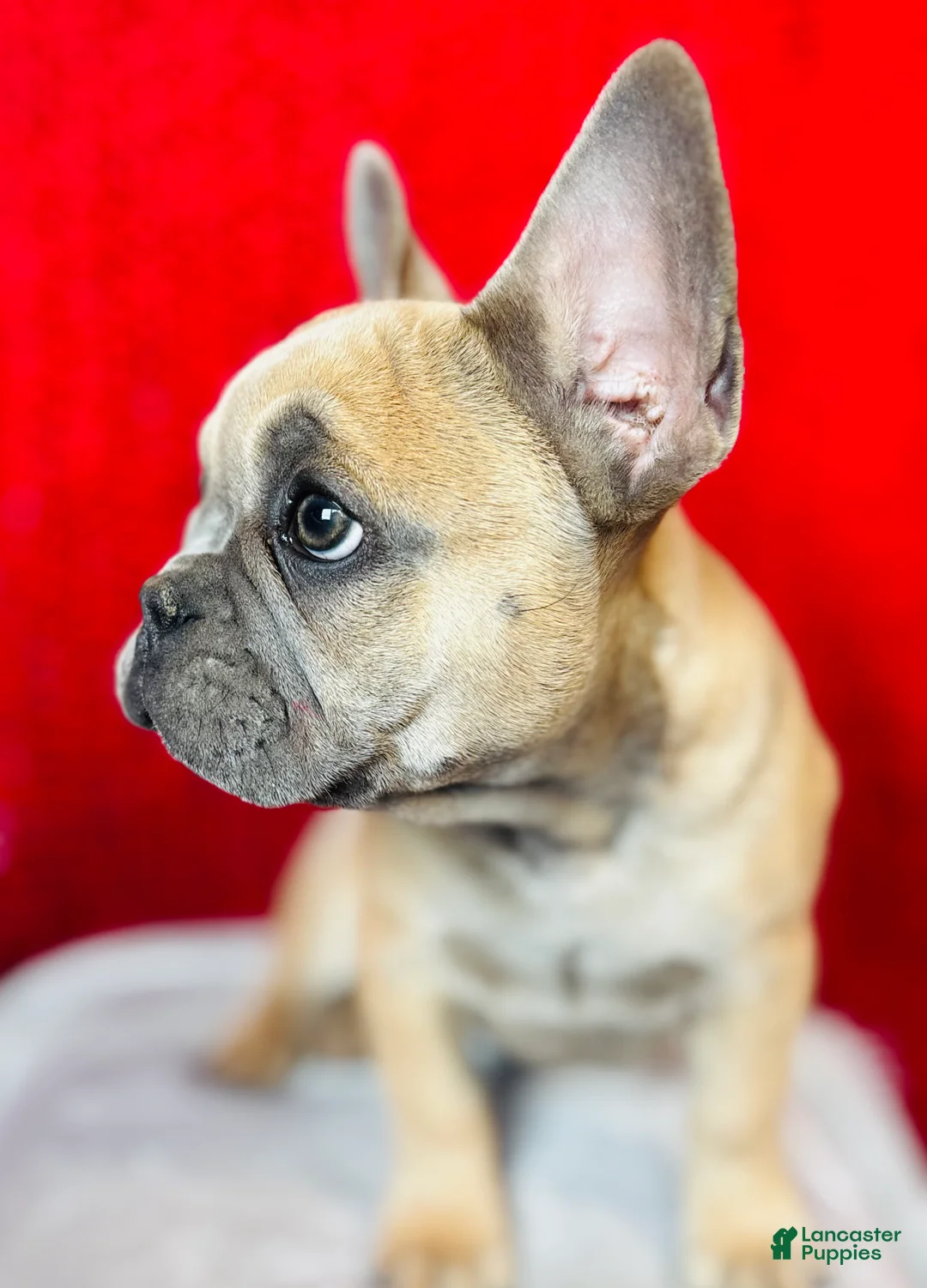 French Bulldog dogs for sale: Rosalita - Ad 11