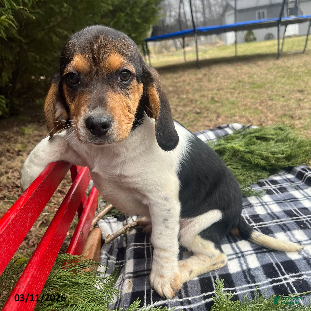 Beagle dogs Anson - Ad 2