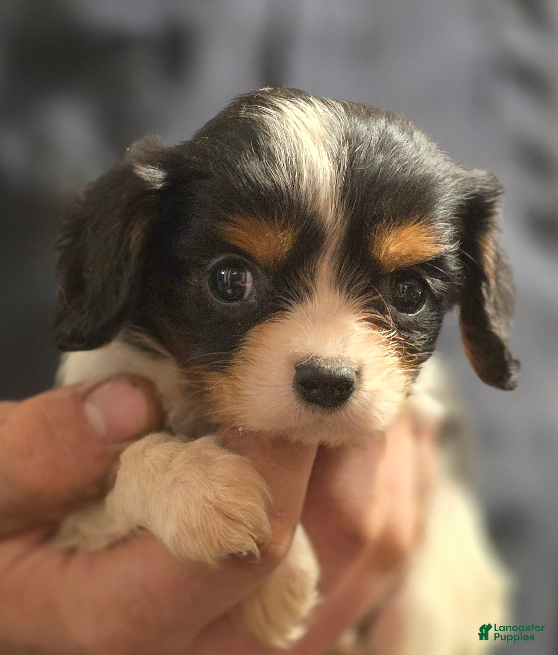 Cavalier King Charles Spaniel dogs Charity - Ad 1