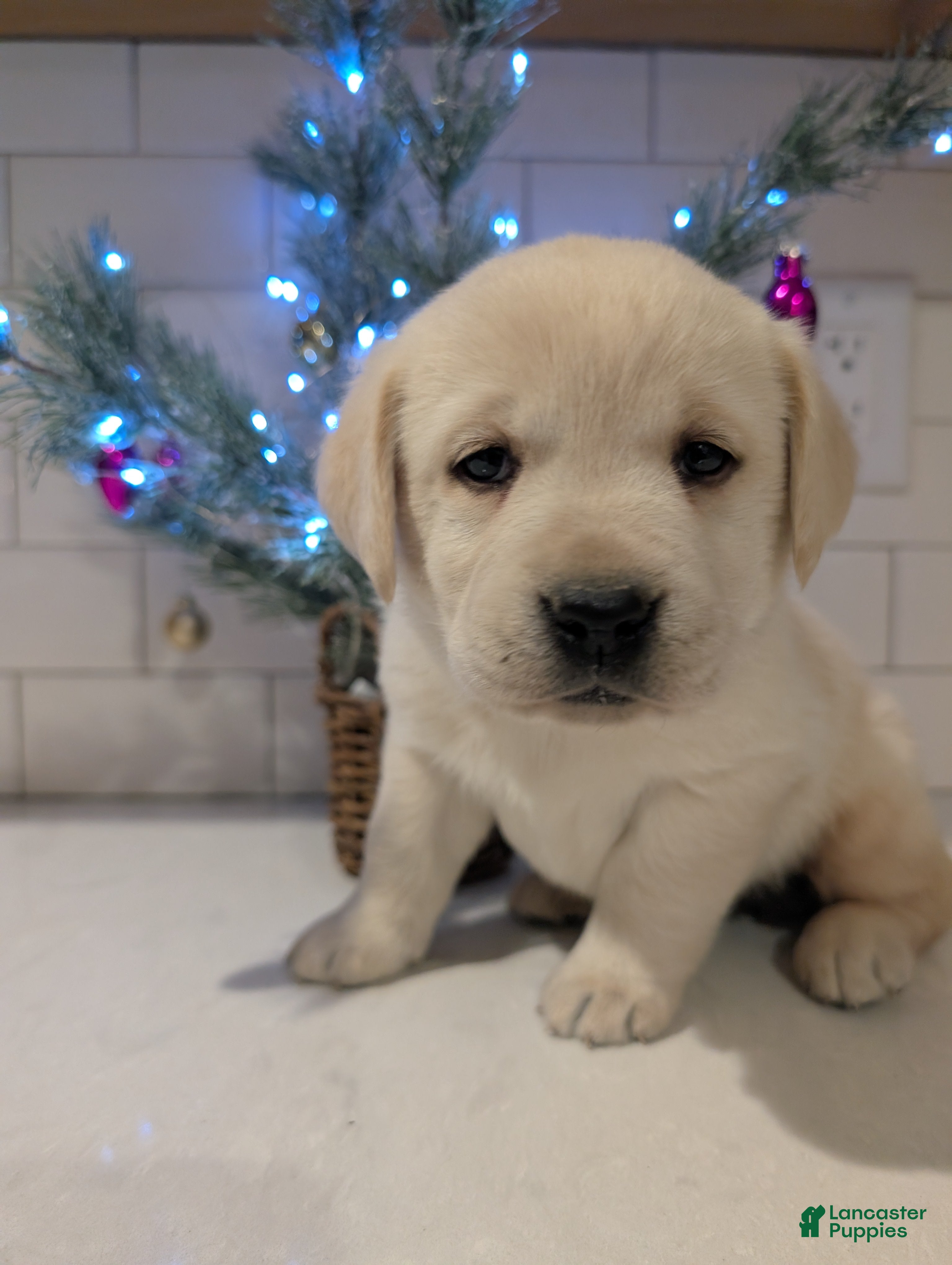 Labrador Retriever dogs Joy - Ad 28