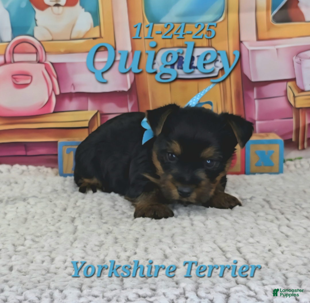 Yorkshire Terrier dogs for sale: Quigley - Ad 1