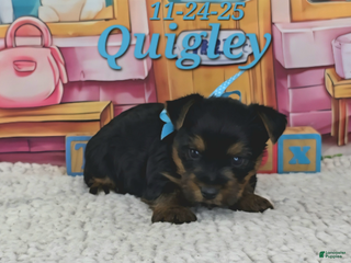 Yorkshire Terrier dogs Quigley - Ad 12