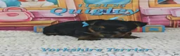 Yorkshire Terrier dogs for sale: Quigley - Ad 1