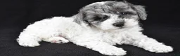 Cockapoo dogs for sale: Milo - Ad 3