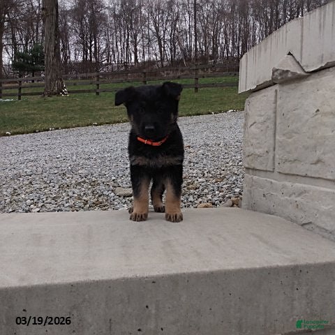 German Shepherd dogs Chip - Ad 2