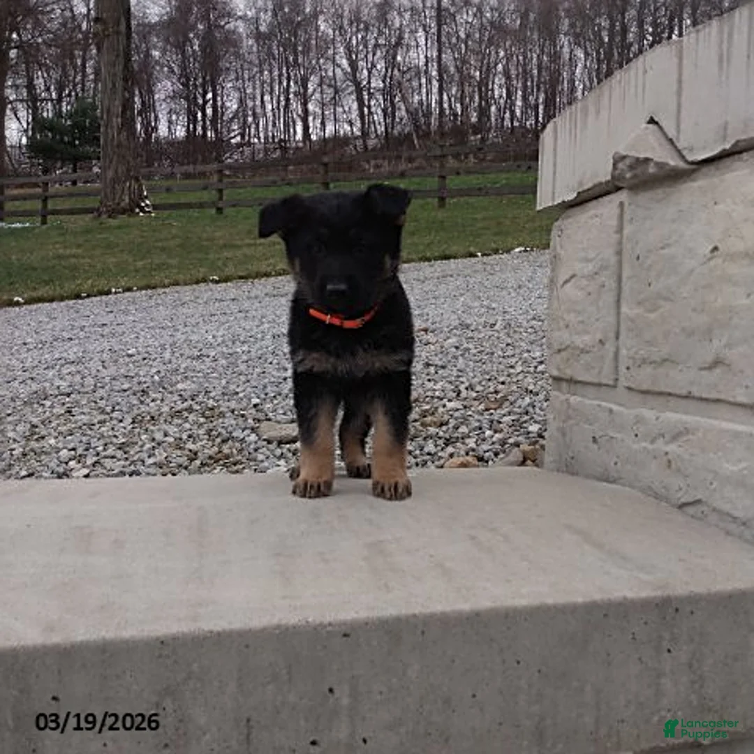 German Shepherd dogs for sale: Chip - Ad 2