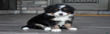 Cody
