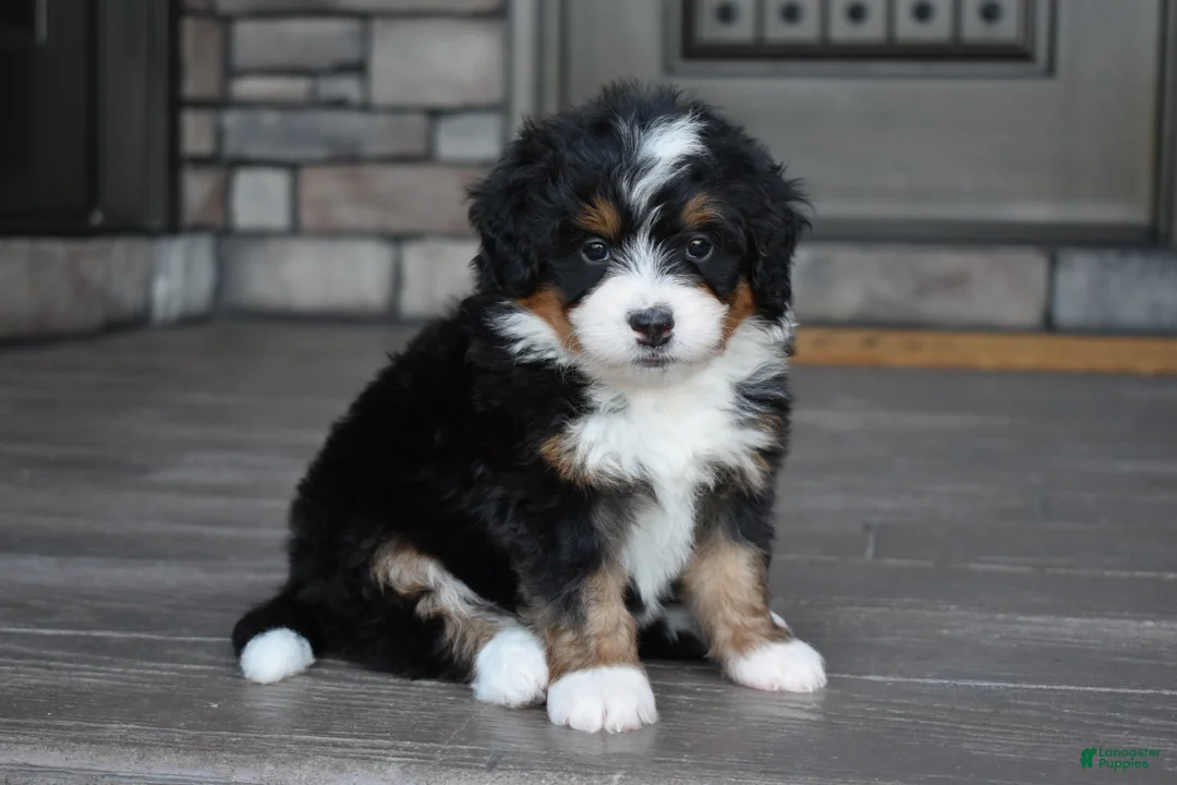Mini Bernedoodle dogs for sale: Cody - Ad 1