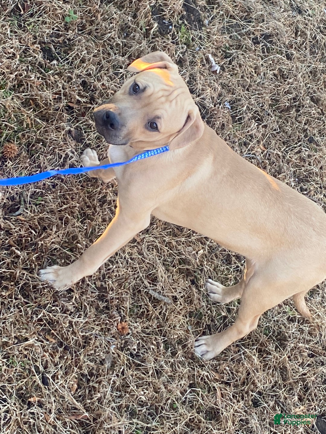 Mixed Breed dogs for sale: Timberland  - Ad 2