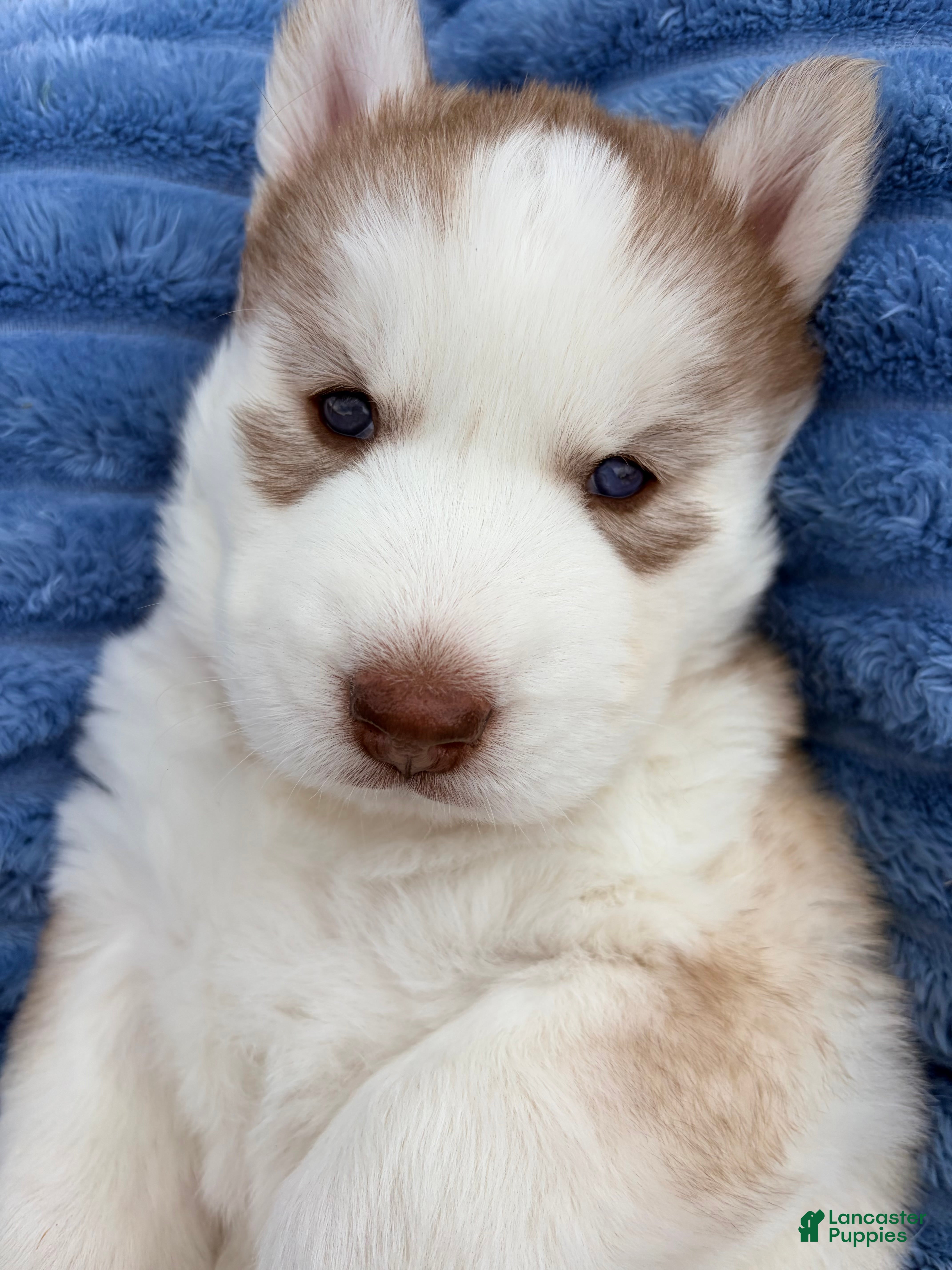 Siberian Husky dogs for sale: Freya - Ad 1