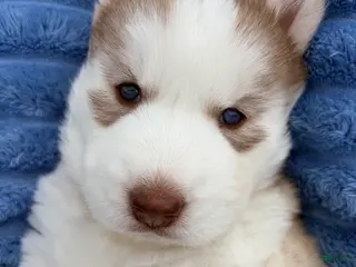 Siberian Husky dogs for sale: Freya - Ad 1