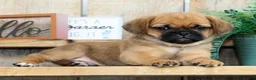 Puggle dogs for sale: Theo - Ad 5