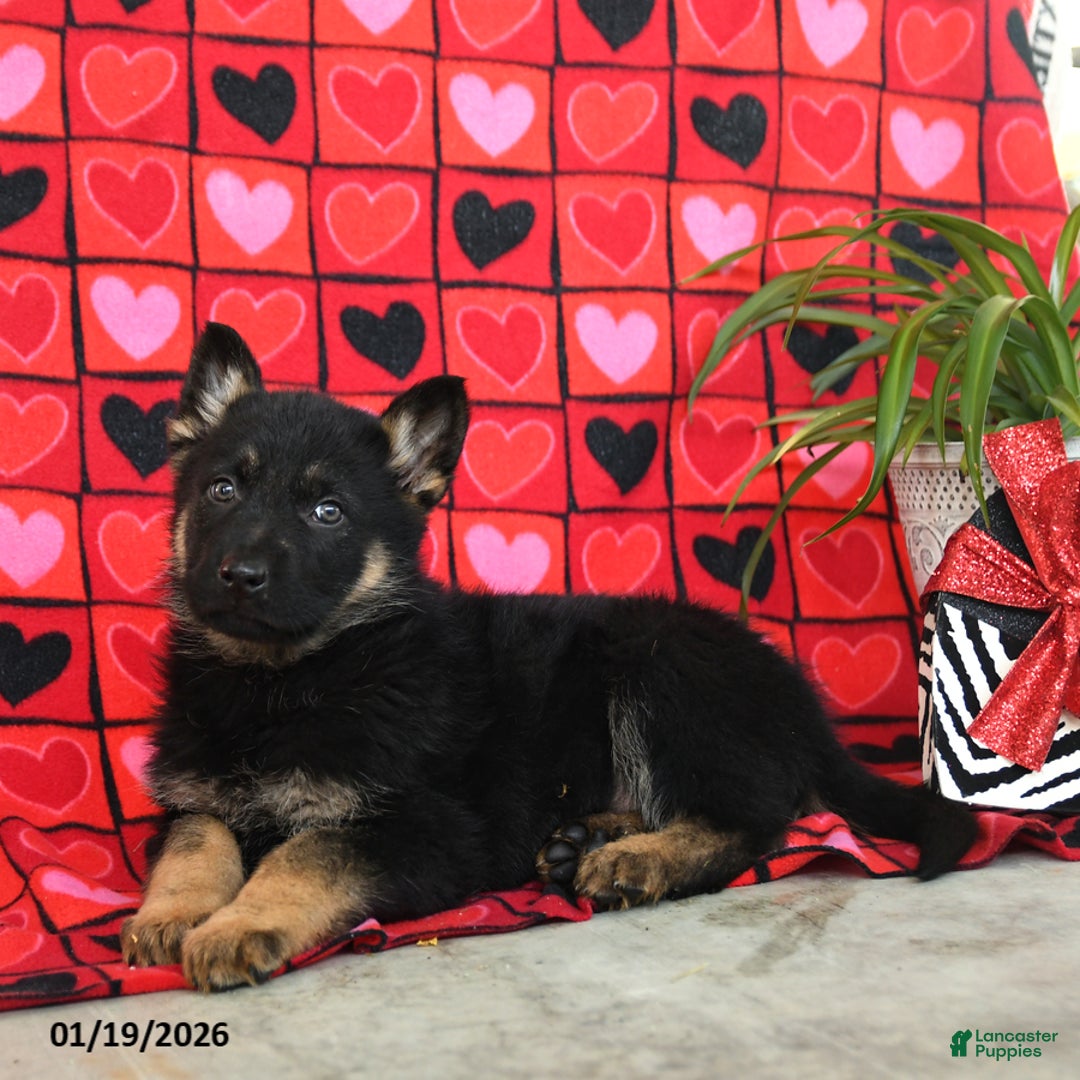 German Shepherd dogs for sale: Quinn - Ad 3
