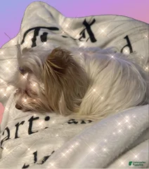 Yorkie City Cuddle Angels