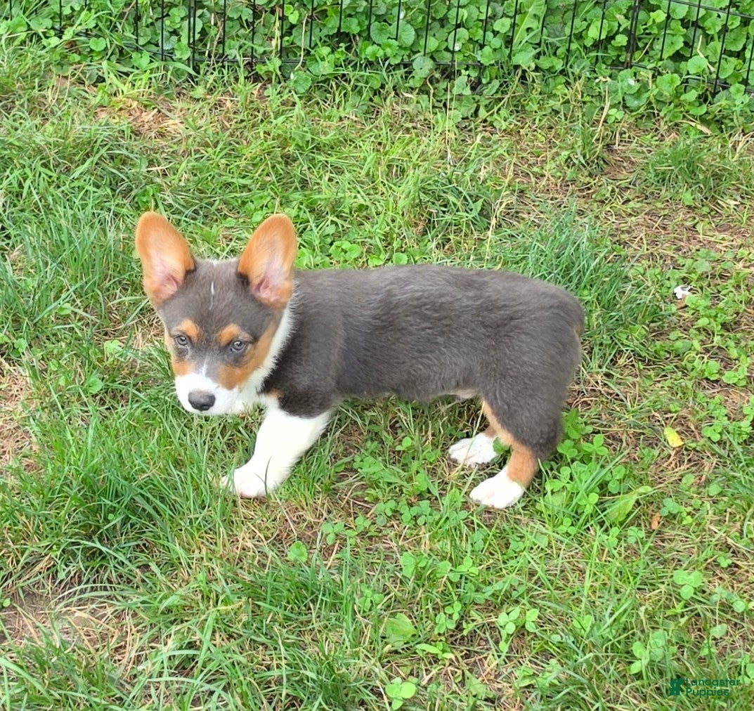 Welsh Corgi Pembroke dogs Lynx the low rider  - Ad 2