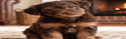 Yorkshire Terrier dogs for sale: Toby - Ad 2