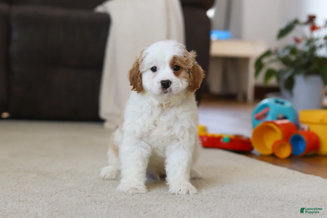 Cavapoo dogs for sale: Champ - Ad 4