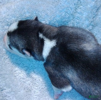 Siberian Husky dogs 4 Arwen - Ad 2