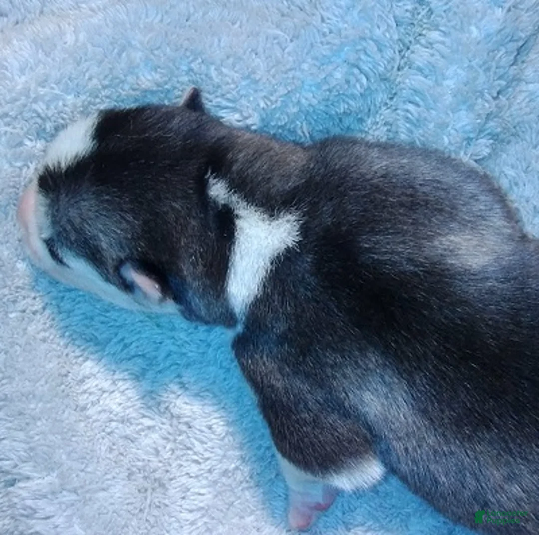 Siberian Husky dogs for sale: 4 Arwen - Ad 2